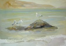 sea gulls 50_70